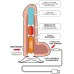 Реалистичный телесный вибратор на присоске NeoSkin 21 см - фото 6