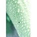 Нереалистичный вибратор Satisfyer Air Pump Bunny 5, силикон, зеленый, 15 см. - фото 1